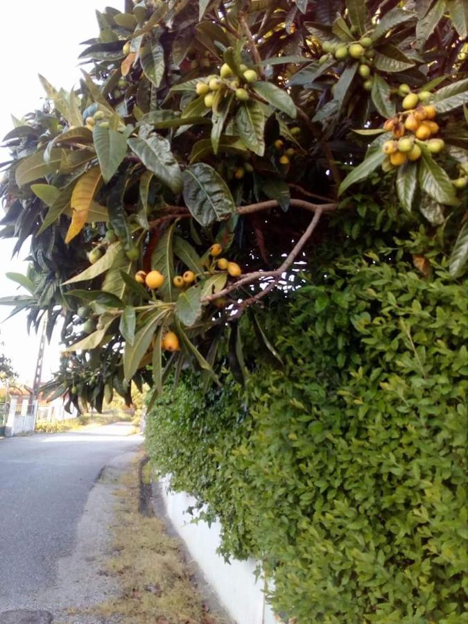 Casa Da Nespereira- Lugar Acolhedor Rodeado De Natureza Soure Екстериор снимка